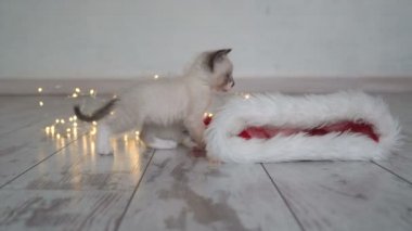 Sevimli küçük kedi yeni yıl çelenk ile oynuyor