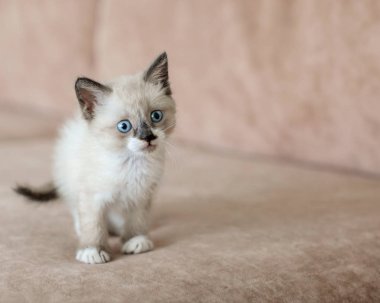 Kedi yavrusu kanepede.