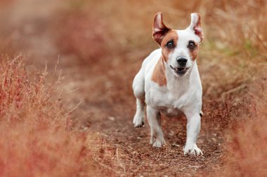 Sonbahar çalışan köpek