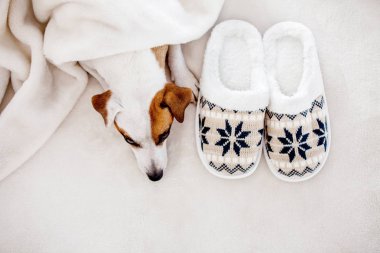 Dog near to slippers under the rug