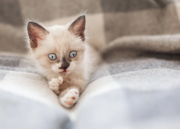 Котёнок на трикотажном одеяле — стоковое фото