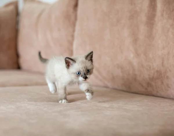 Το γατάκι είναι στον καναπέ. — Φωτογραφία Αρχείου