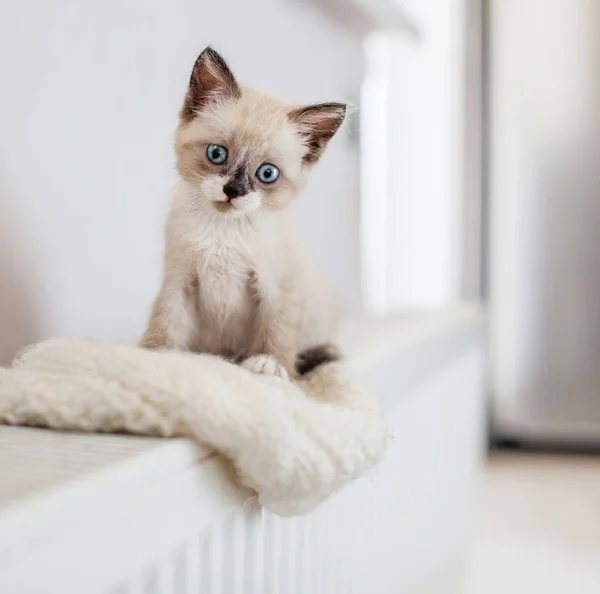 Kitten on heater — Stock Photo, Image