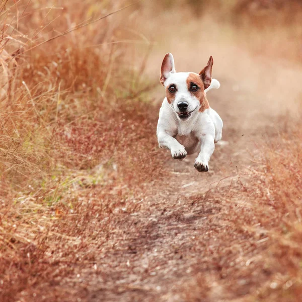 Hond draait op herfst — Stockfoto