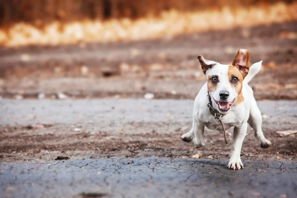 Собака бегает осенью — стоковое фото