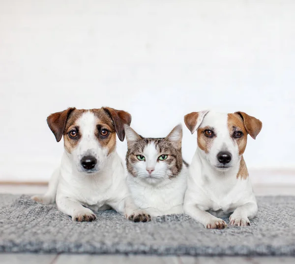 Kedi ve köpek birlikte. — Stok fotoğraf