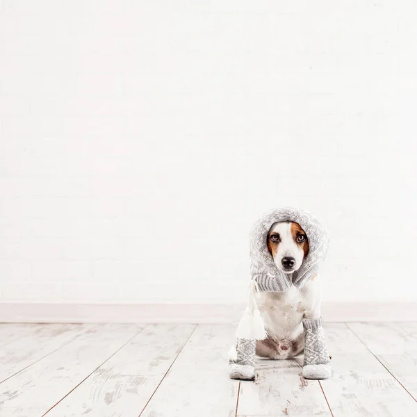 Собака в шкарпетках — стокове фото