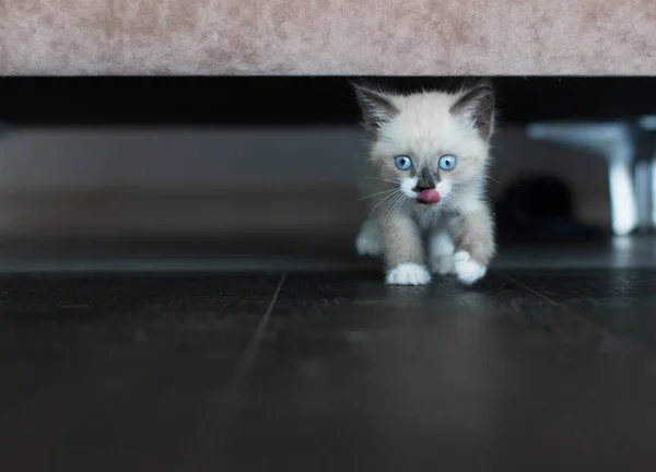 Котёнок под диваном. — стоковое фото