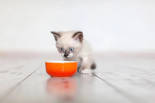 Kitten eating food from bowl