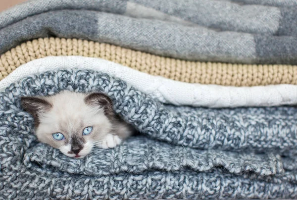 Gatinho em um cobertor de malha — Fotografia de Stock