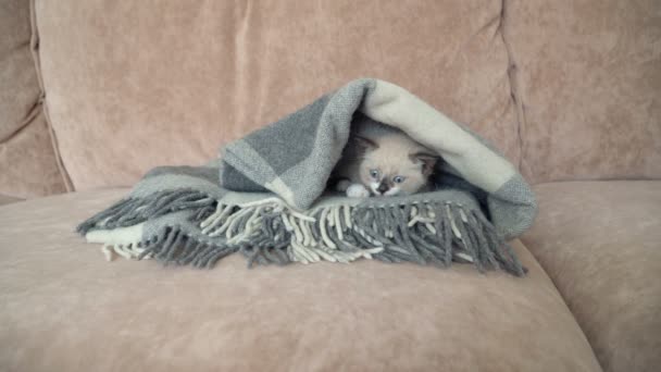 Carino gattino grigio è sul divano in coperta — Video Stock