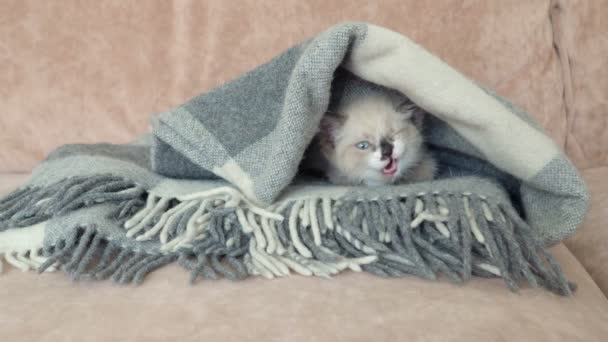 Lindo gris gatito es en el sofá en manta — Vídeos de Stock