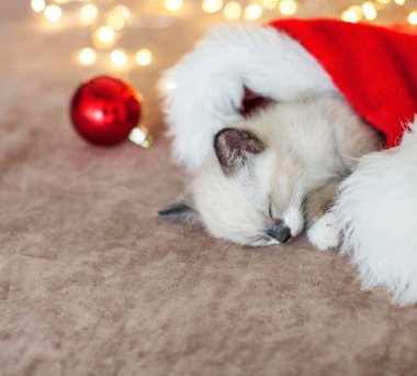 Kedi yavrusu Noel şapkasıyla uyuyor.