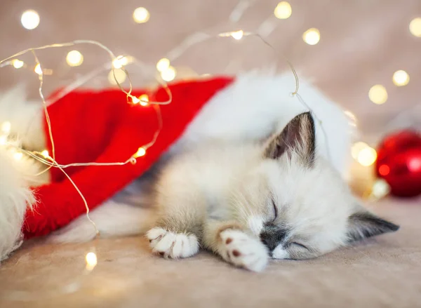 Kotek śpi w świątecznym kapeluszu — Zdjęcie stockowe
