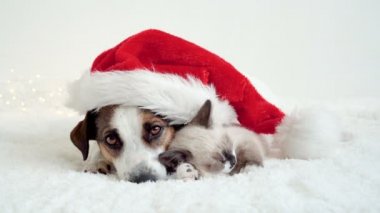 Köpek ve kedi Noel şapkasının altında uyuyor.