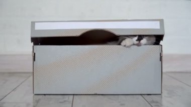 Kitten bir karton kutudan tırmanıyor