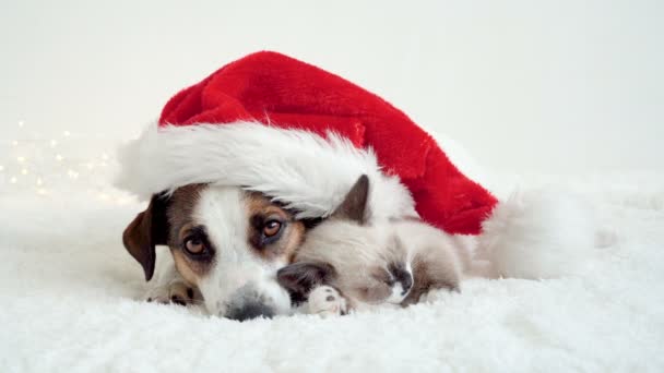 Hund und Katze schlafen unter Weihnachtsmütze — Stockvideo