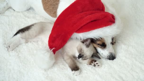 Perro y gato durmiendo bajo el sombrero de Navidad — Vídeos de Stock