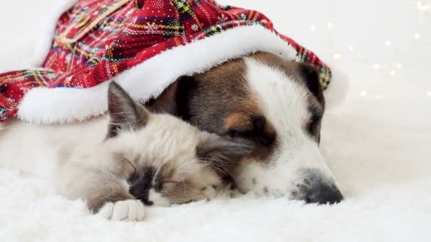 Kutya és macska alszik a karácsonyi kalap alatt — Stock videók