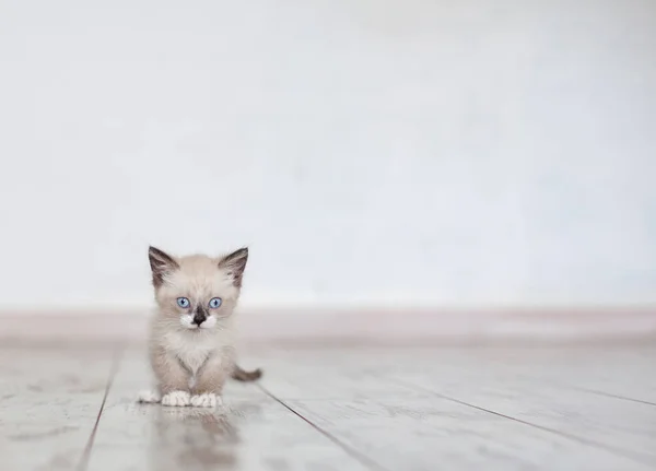 Котенок на деревянном полу — стоковое фото