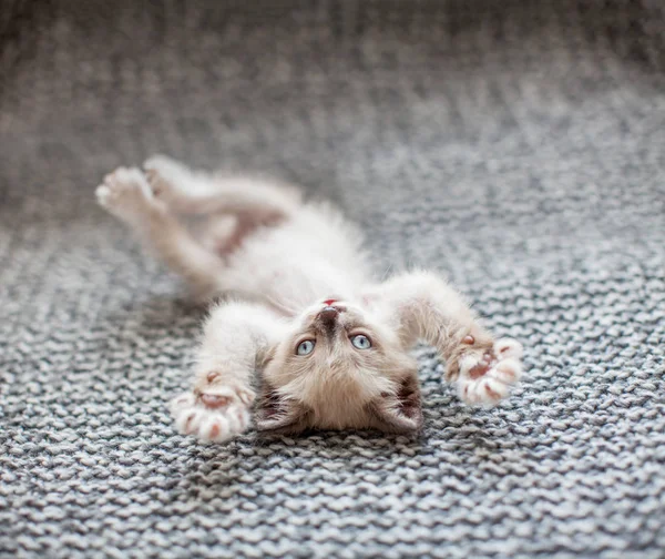 小猫在针织毛毯播放 — 图库照片