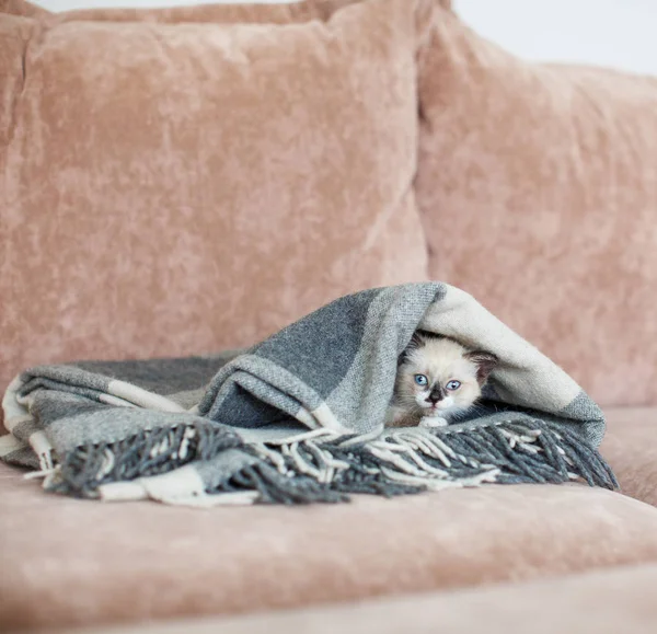 Γατάκι σε μια πλεκτή κουβέρτα — Φωτογραφία Αρχείου
