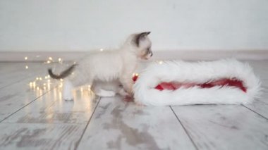 Sevimli küçük kedi yeni yıl çelenk ile oynuyor
