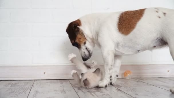 Gatinho bonito e cachorro brincando juntos — Vídeo de Stock