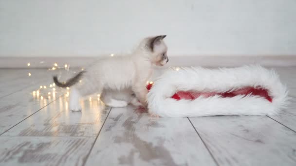 Schattige kleine kat speelt met een nieuwe jaar Garland — Stockvideo