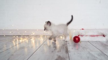 Sevimli küçük kedi yeni yıl çelenk ile oynuyor