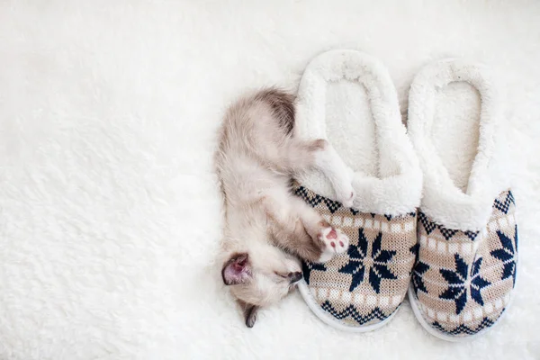 Γατάκι κοιμάται σε καρό κοντά στο σπίτι παντόφλες — Φωτογραφία Αρχείου