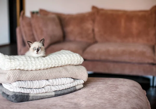 Кошка отдыхает на вязаной клетке — стоковое фото