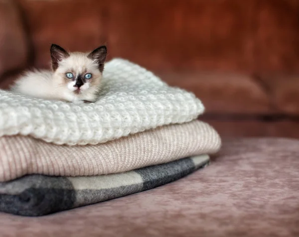 Katt avkopplande på stickad rutig — Stockfoto