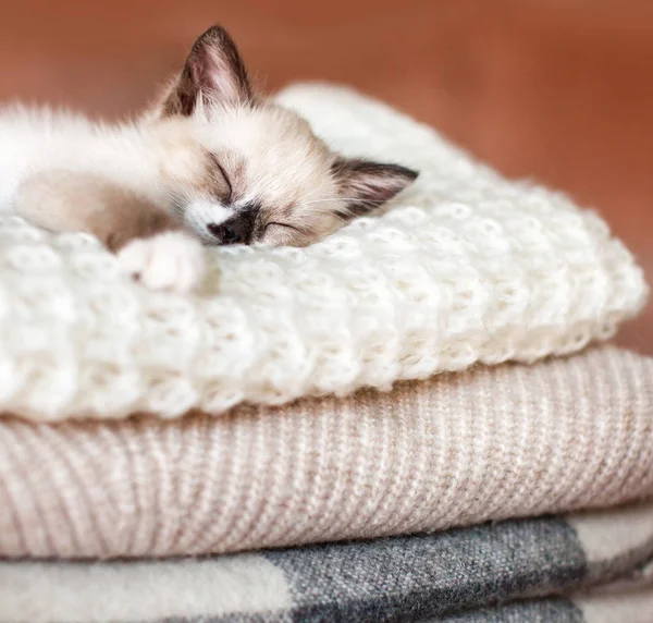 Cat relaxing on knitted plaid — Stock Photo, Image