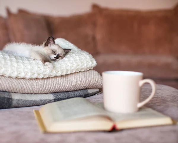 Cat relaxing on knitted plaid — Stock Image Cat relaxing on knitted plaid Stock Picture