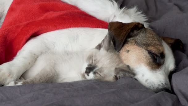 Σκύλος και γάτα κοιμούνται κάτω από χριστουγεννιάτικο καπέλο — Αρχείο Βίντεο