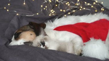 Köpek ve kedi Noel şapkasının altında uyuyor.