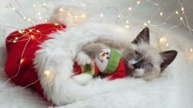 Işığa yakın kedi yavrusu ve noel şapkası