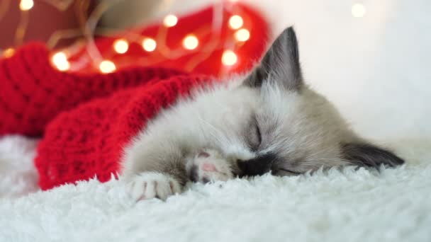 Gatito cerca de la luz y la bola de Navidad — Vídeo de stock