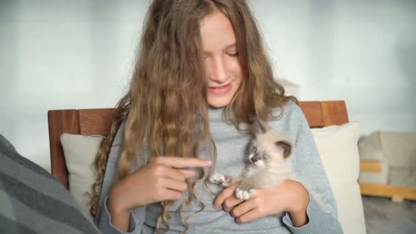 La chica bonita juega con un gato gris en casa — Vídeos de Stock