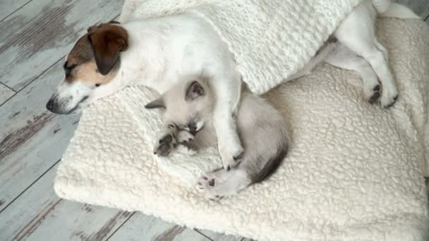 Perro y gato están durmiendo juntos divertido video. Amistad gato y perro en interiores — Vídeos de Stock