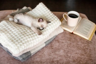Ekose örgü üzerinde dinlenen kedi