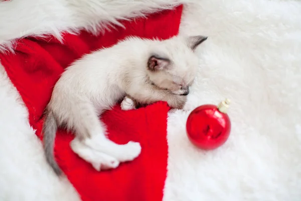 Kitten sleep in christmas hat — Stock Photo, Image