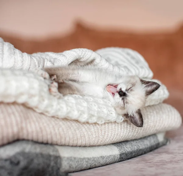 Katt avkopplande på stickad rutig — Stockfoto