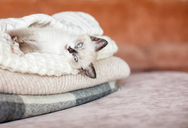 Cat relaxing on knitted plaid — Stock Photo, Image
