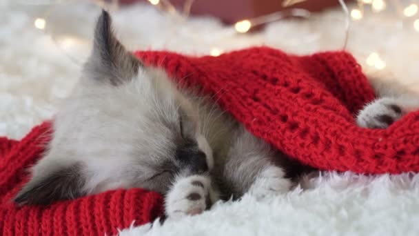 Gatinho perto de luz e bola de Natal — Vídeo de Stock