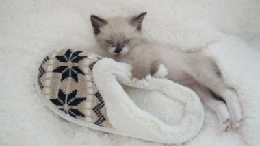 Kedi yavrusu evde terliklerin yanında ekose üzerinde uyur.