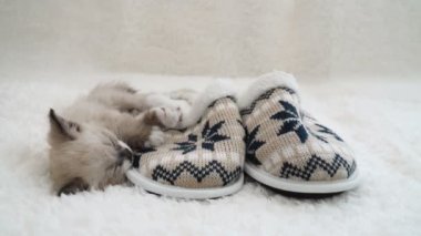 Kedi yavrusu evde terliklerin yanında ekose üzerinde uyur.