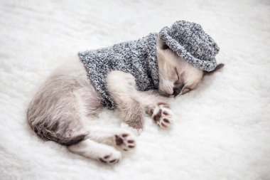 Kedi yavrusu ekose kumaşın üzerinde uyur.