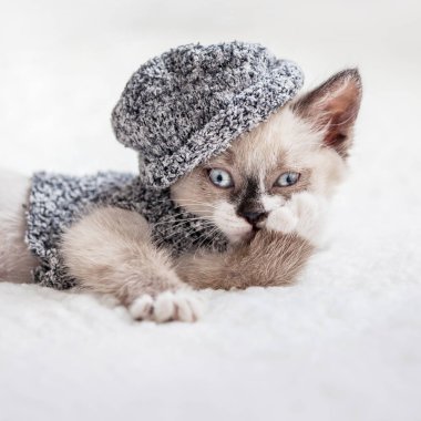 Kedi yavrusu beyaz ekose giyiyor.